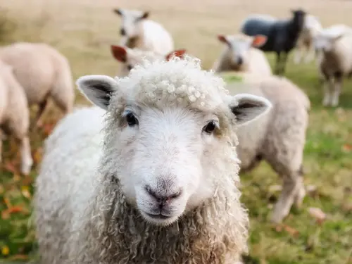 FOIRE AGRICOLE ET ARTISANALE