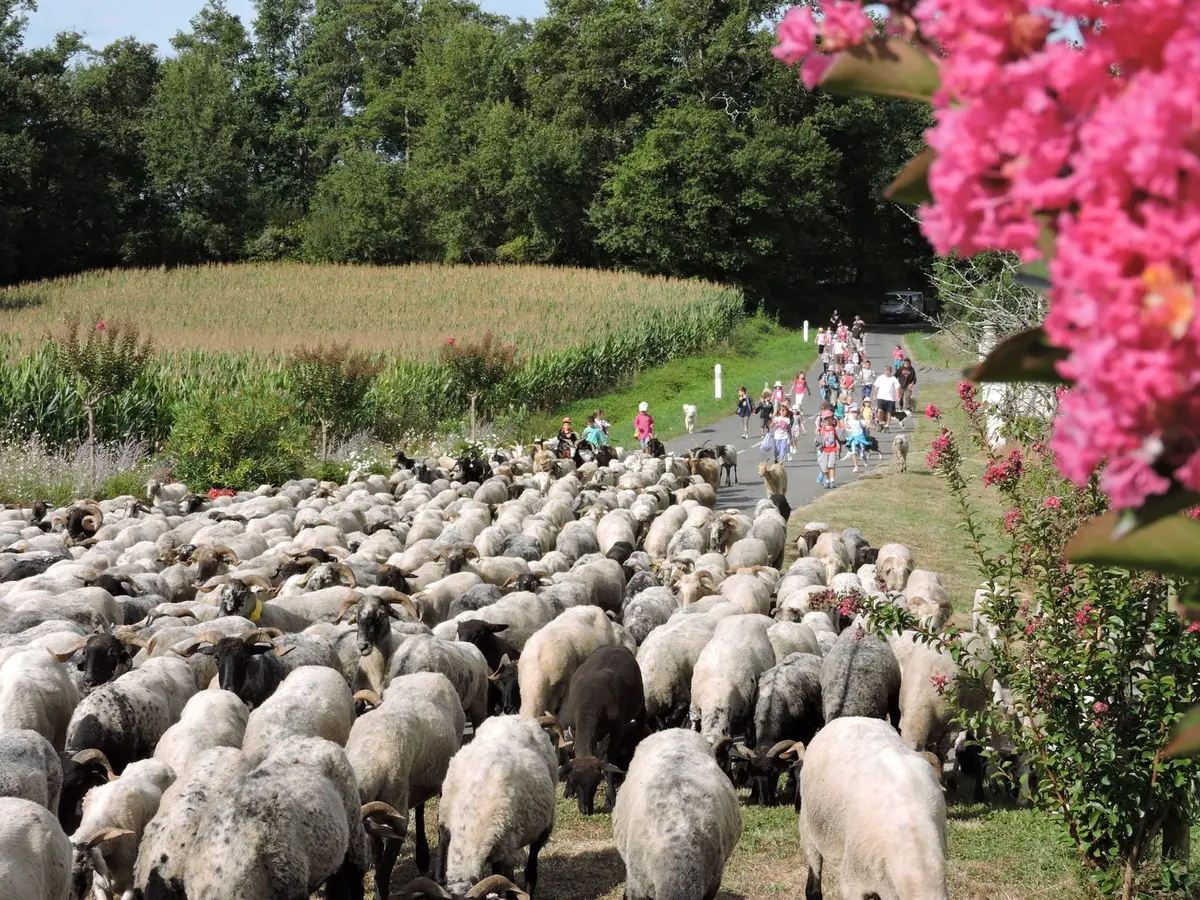 Route de la transhumance