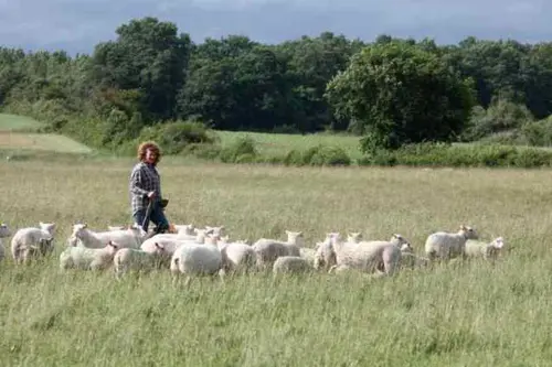 Transhumance des brebis de la ferme de Gommiers ANNULE
