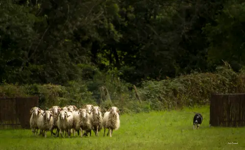 44ème Fête des Bergers - Finale du 44ème concours de chiens de bergers
