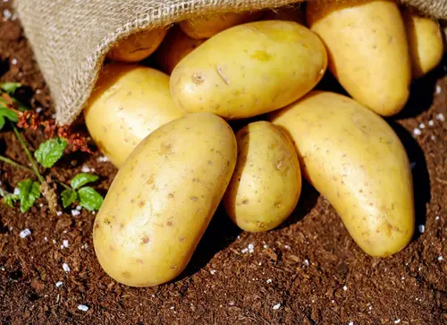 Fête de la patate