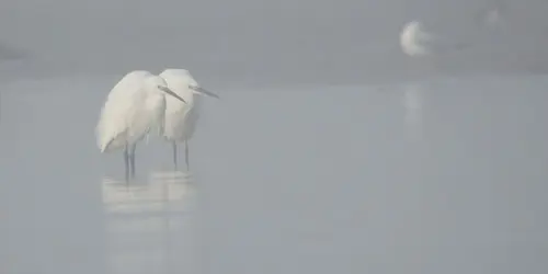 Le bal hivernal des oiseaux