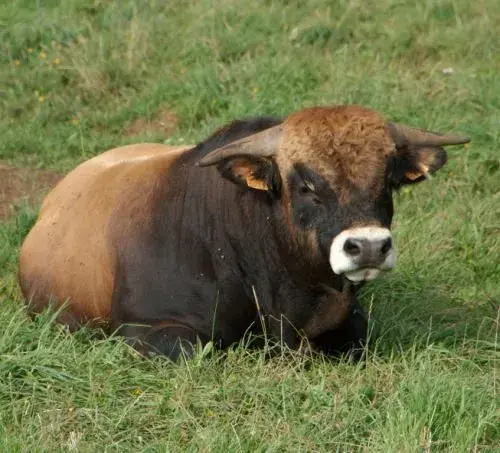 Concours des Bœufs de Noël de Laissac