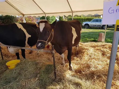 Fête du munster au Pays Welche
