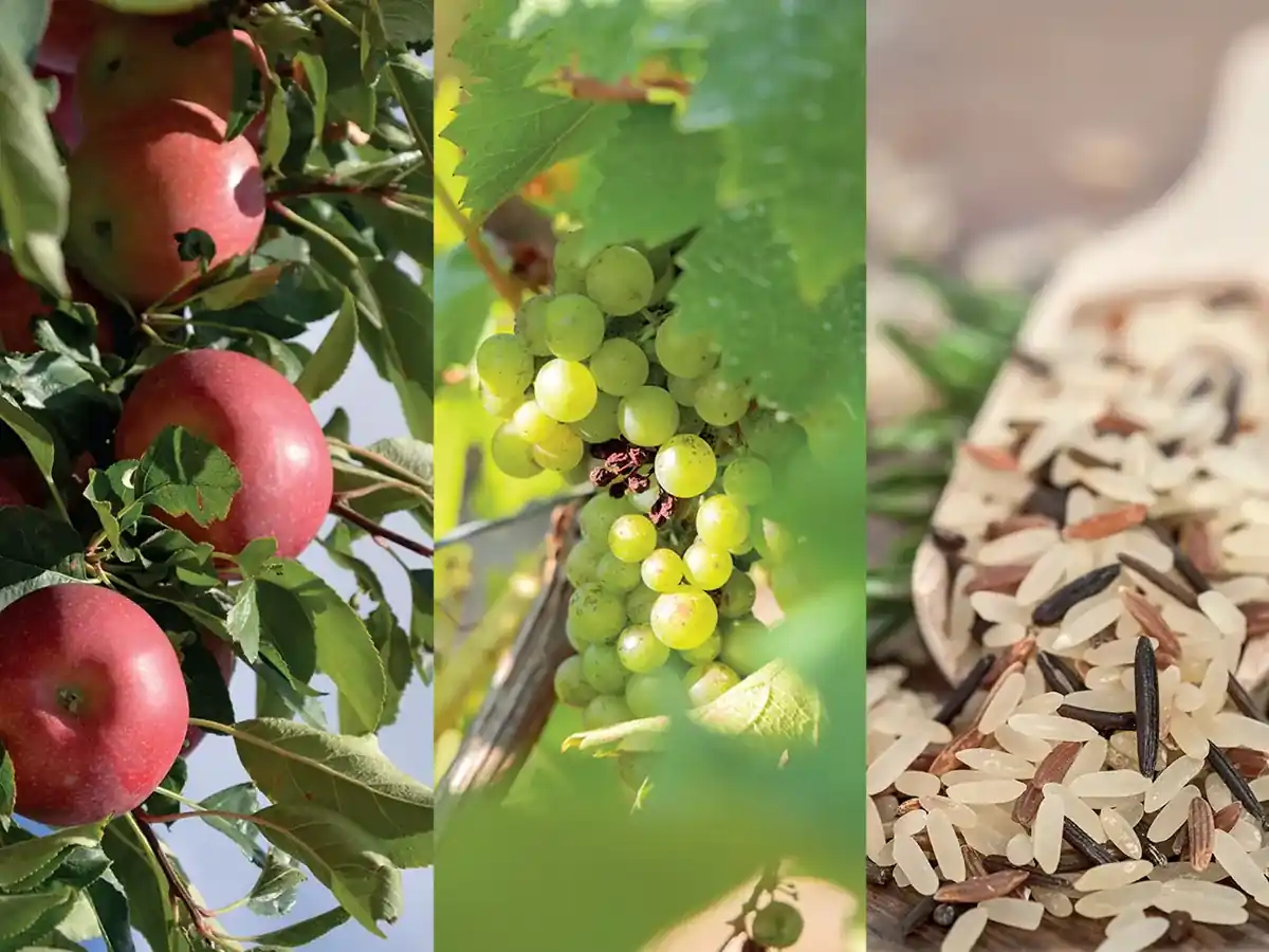 FOIRE DE LA POMME, DU VIN ET DU RIZ