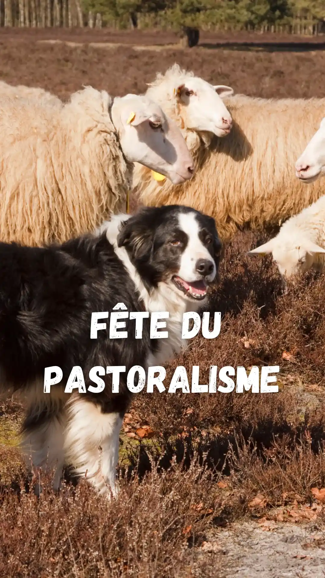 Fête de la Transhumance de Prades