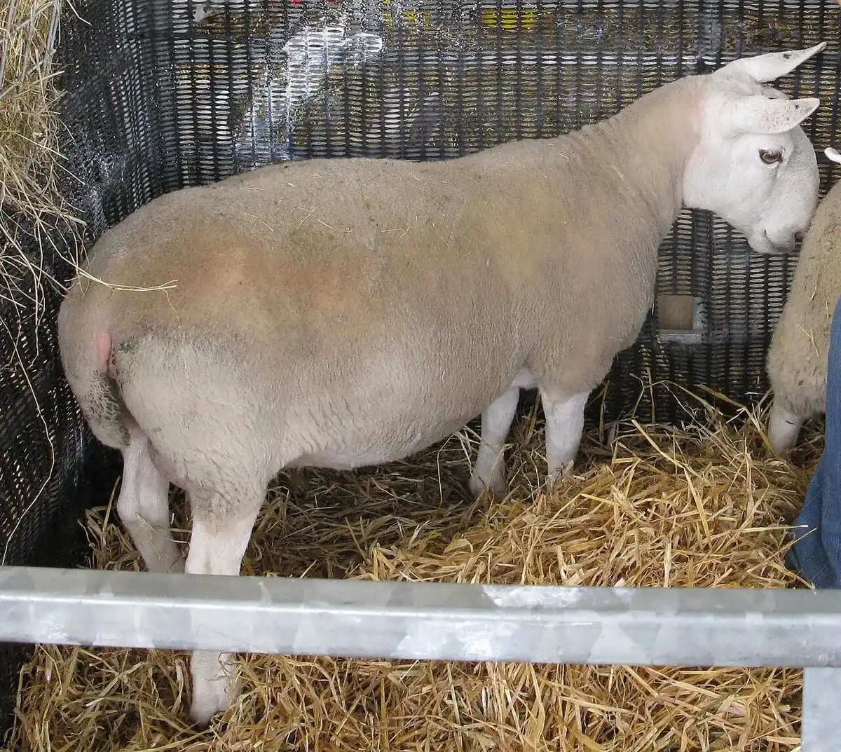 Great Yorkshire Show