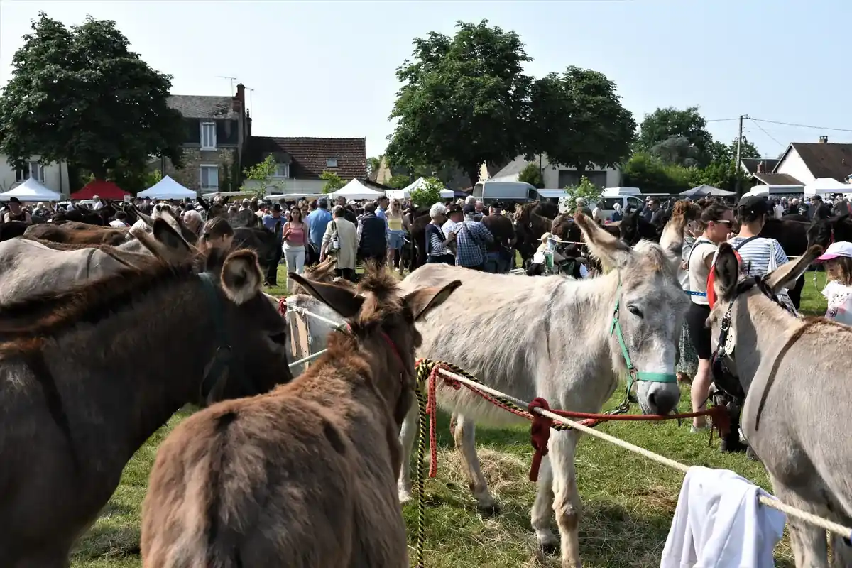 Foire aux ânes et aux mûles