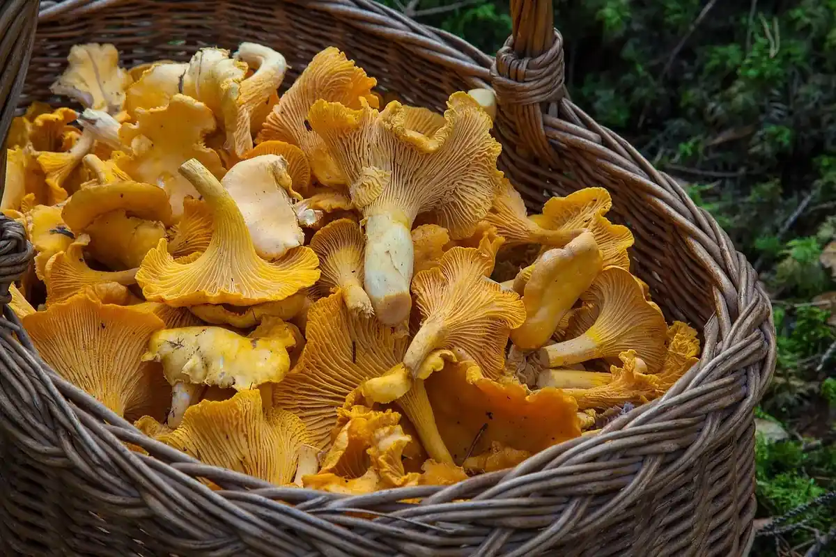 Fête du champignon