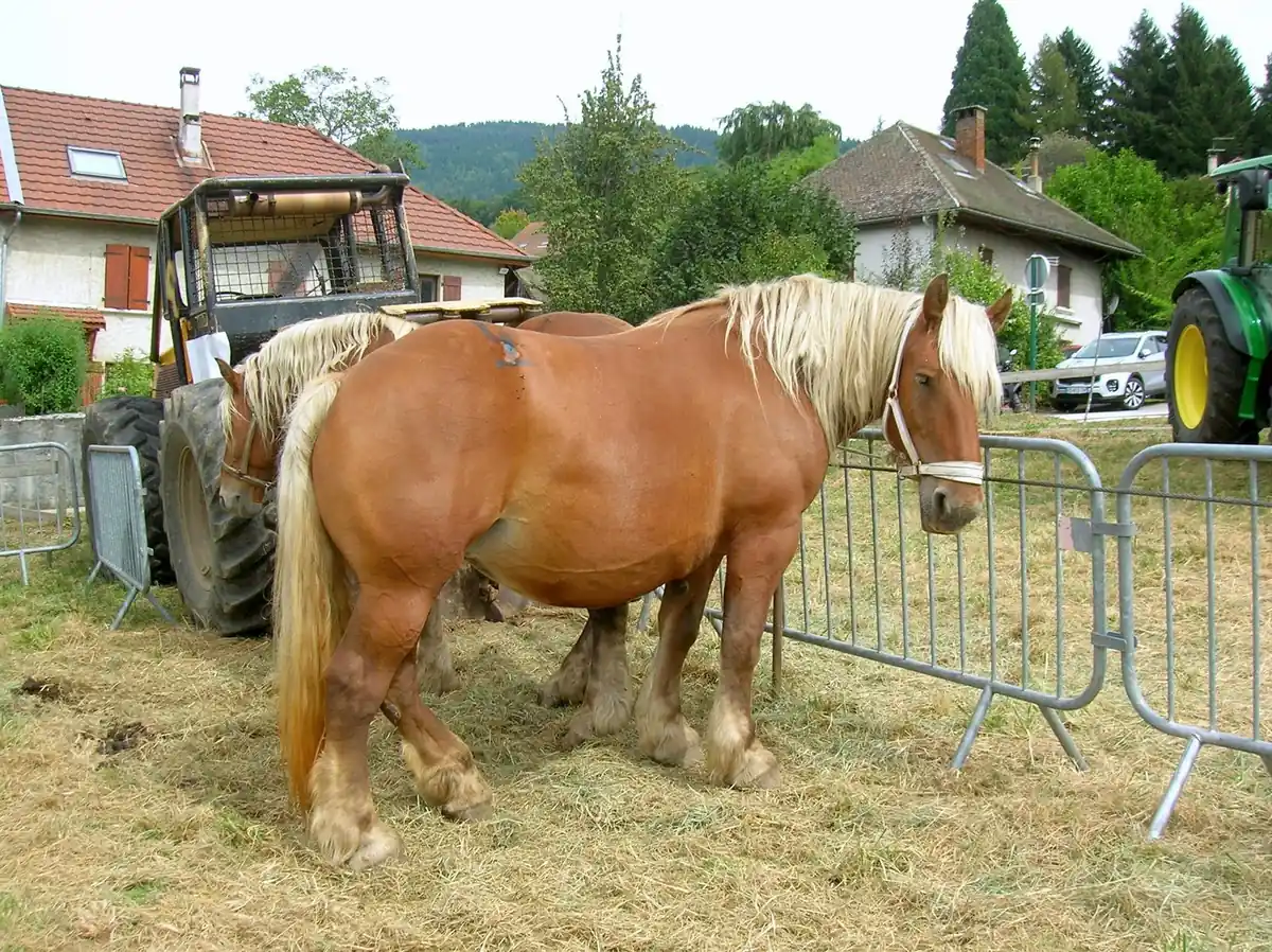 Fête d'automne et du Potiron