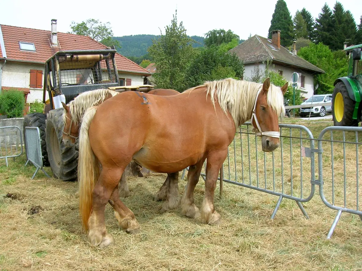 Sommet de l'Élevage
