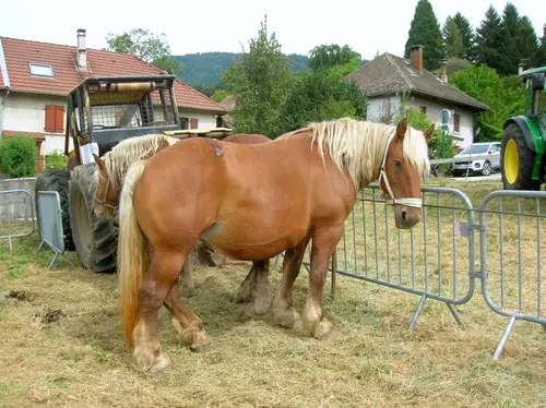 Fête d'automne et du Potiron