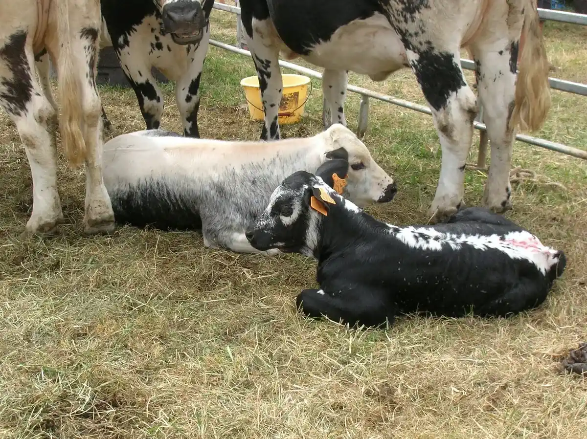 Feira Nacional do Cavalo (Feira de São Martinho)