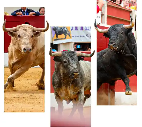 Feria de Vic-Fezensac (Pentecôtavic)