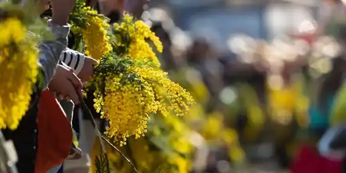 Fête du Mimosa de Mandelieu-la-Napoule
